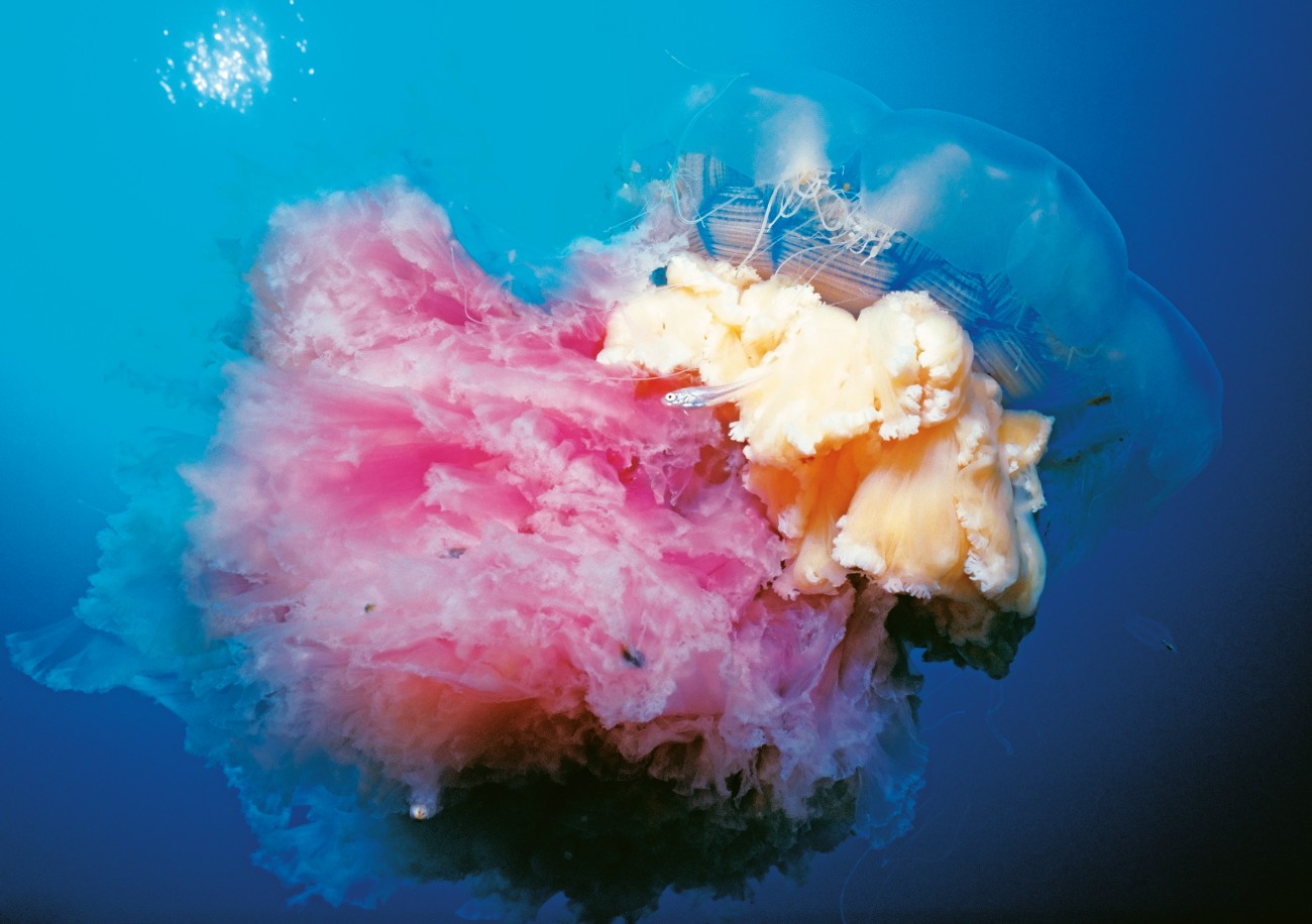 Jellyfish New Zealand Geographic