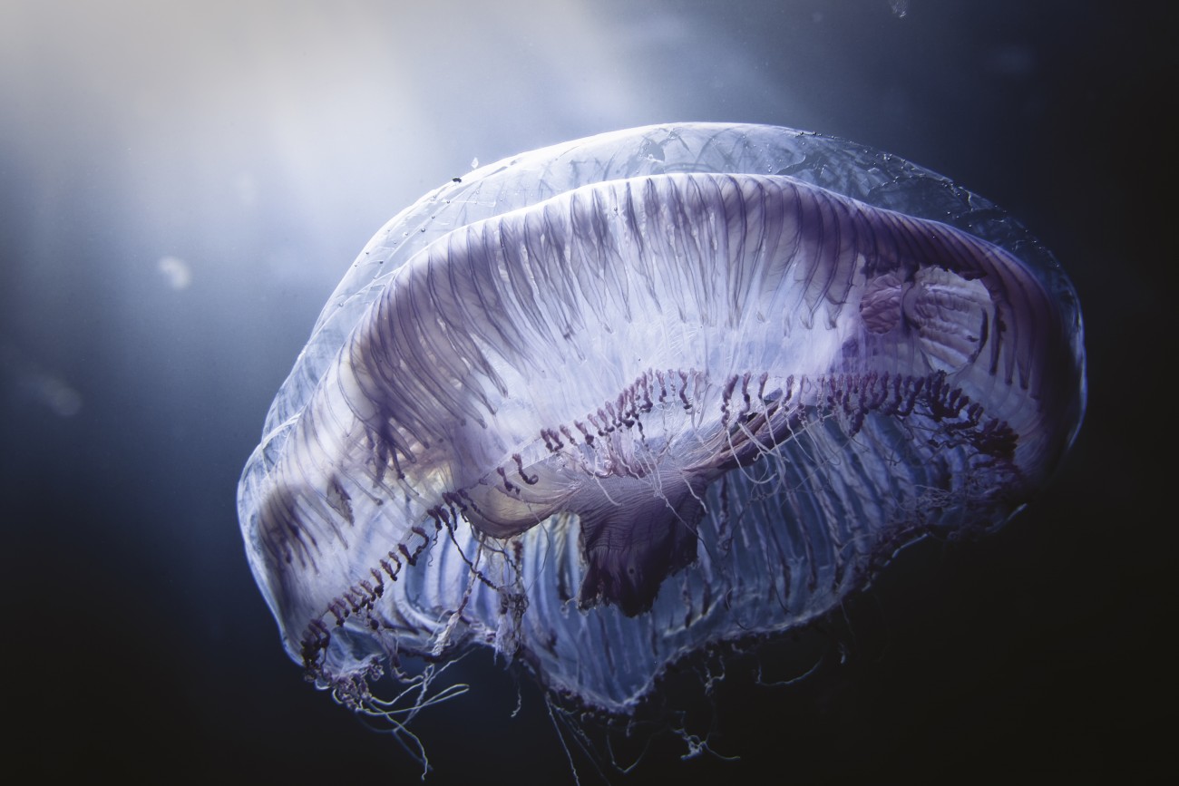 Jellyfish New Zealand Geographic