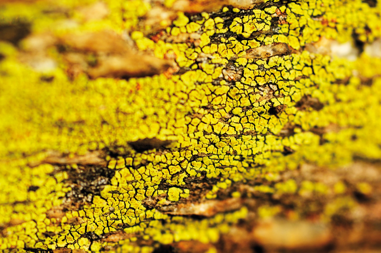 growing lichens on rocks