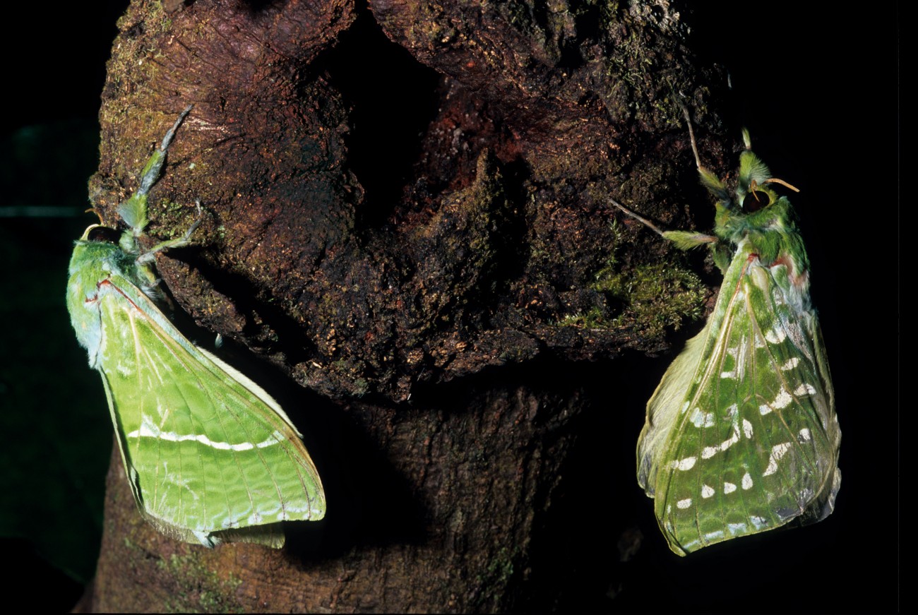 Moti Insect Night moves: The world of moths | New Zealand Geographic