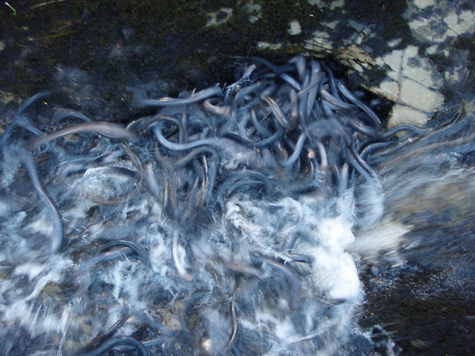 128_bloodsuckers_bodyimage5 Every year, thousands of lampreys migrate up rivers throughout New Zealand to breed. On the Waikawa River, Southland, the run is halted at Mangai Piri / Niagara Falls, where lampreys congregate in pools awaiting rain and high river flows to negotiate the rocky escarpments—gripping the rock with their mouths and flipping their bodies up the cascade. It gives ecologists (such as Steve Leddington, who snapped this picture) an opportunity to study the species, and local Maori an occasion to harvest a basket full of kanakana as they’ve done for generations. Now, however, hydroelectric dams form barriers higher than lampreys can leap on some New Zealand rivers, and water quality issues make successful breeding increasingly difficult.