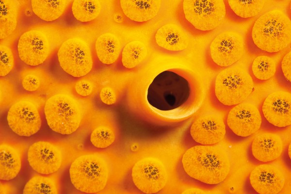For the love of sponges - Vimarsana News