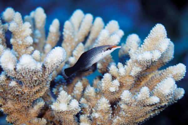 133_empireofthesea_bodyimage3 The hardworking reef-builders of Minerva are the stony corals—such as Acropora sp, lower, sheltering a colourful bird wrasse (Gomphosus varius)—and the crustaceans, like the giant clams (Tridacna sp.).