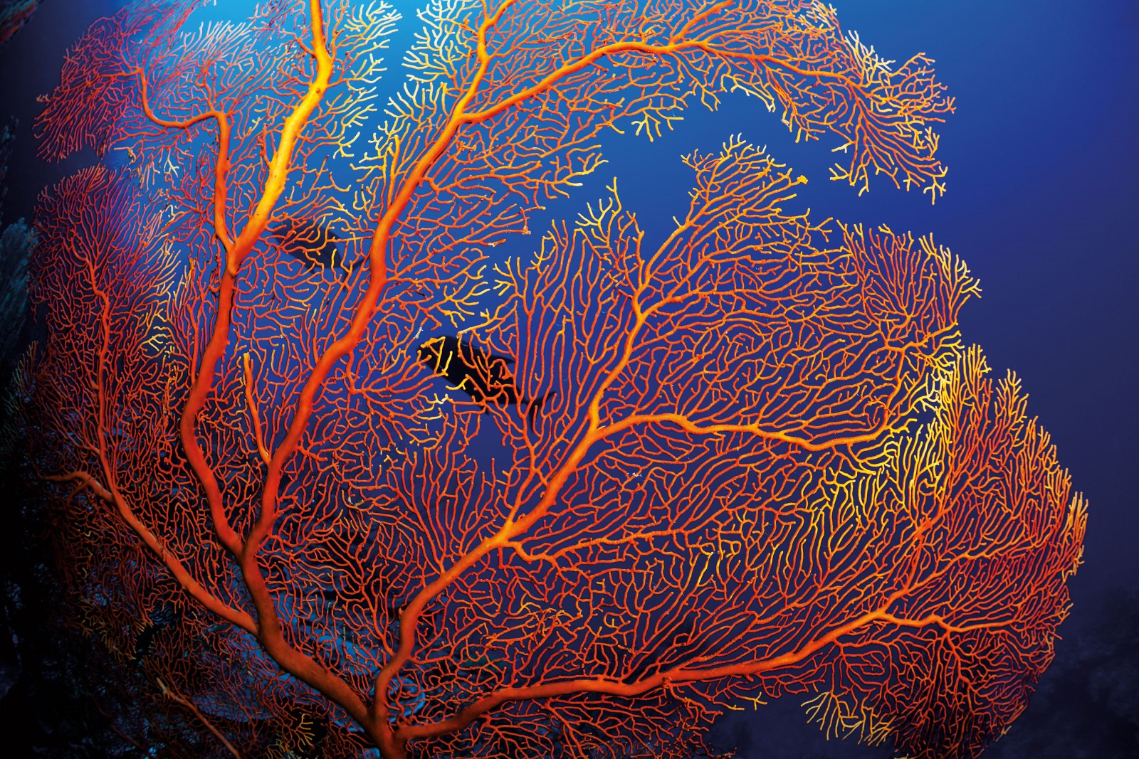 133_empireofthesea_bodyimage5 Resplendent gorgonian sea fans spread their brittle limbs to the currents that encircle North Minerva Reef at a depth of between 20 and 60 metres. An assembly of polyps, each of the thousands is fitted with fine arms that sieve nutrients from the sparse Pacific. Behind, giant trevally, predators in a coral reef system, cavort along the reef wall.