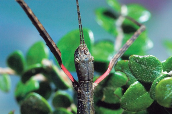 Stick Insects - Vimarsana News