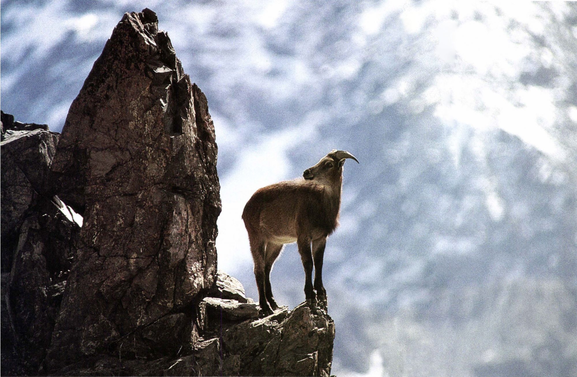 Tahr and chamois-monarchs or misfits 