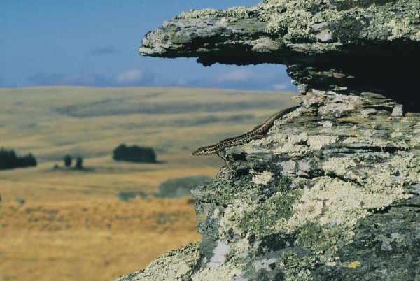 Skinks on the edge - Vimarsana News