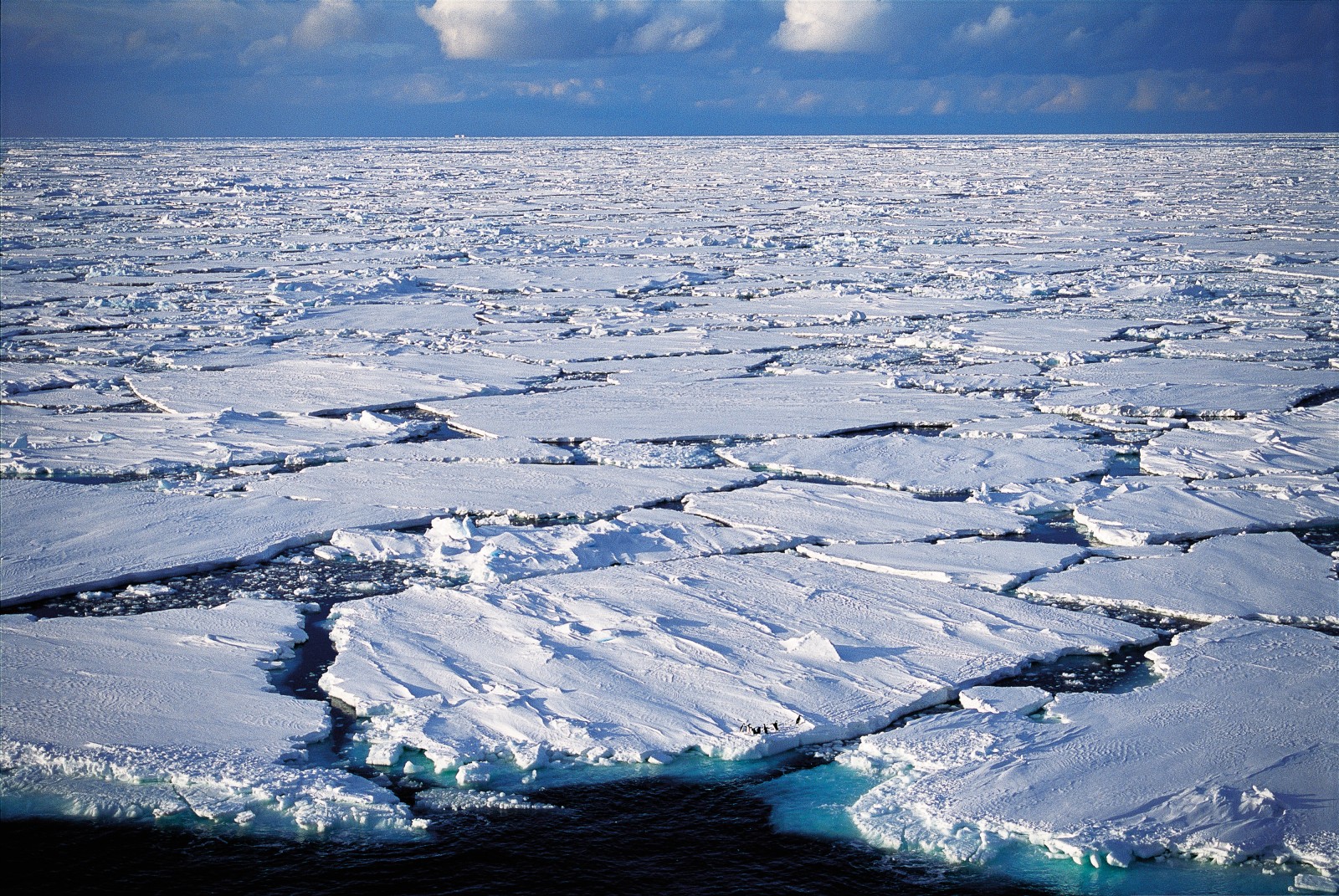 Sea ice is the Adèlie's home turf. The birds hunt in the cracks and hop on to the floes to rest or evade predators. Early in the breeding season, the journey from rookery to sea can be amazingly far. Females heading for the feeding grounds after laying their eggs have been radio-tracked walking across 250 to 350 km of fast ice and pack ice, covering the distance at an average speed of 2.4 km/h Their mates, on incubation duty, must withstand whatever nature throws at them, including being snowed in.