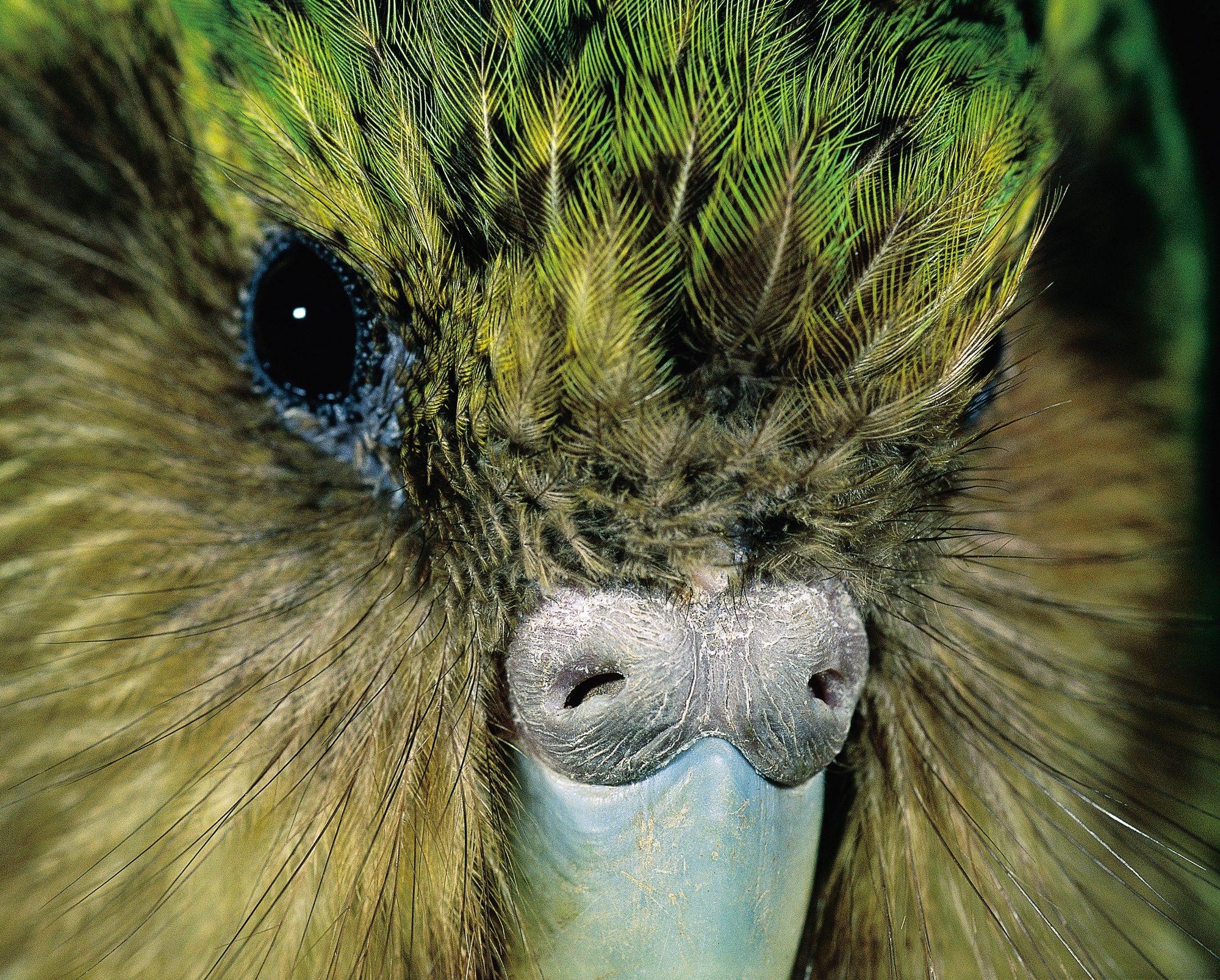 kakapo bird