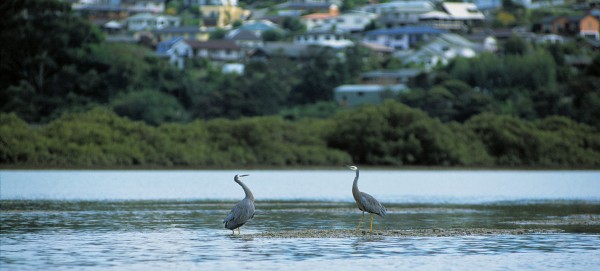 60_Opanuku_10 Together with council-led initiatives, this move bodes well for the stream and its residents—including a pair of white-faced herons waiting for the tide to drop before feeding on mudflats near the Opanuku’s mouth.