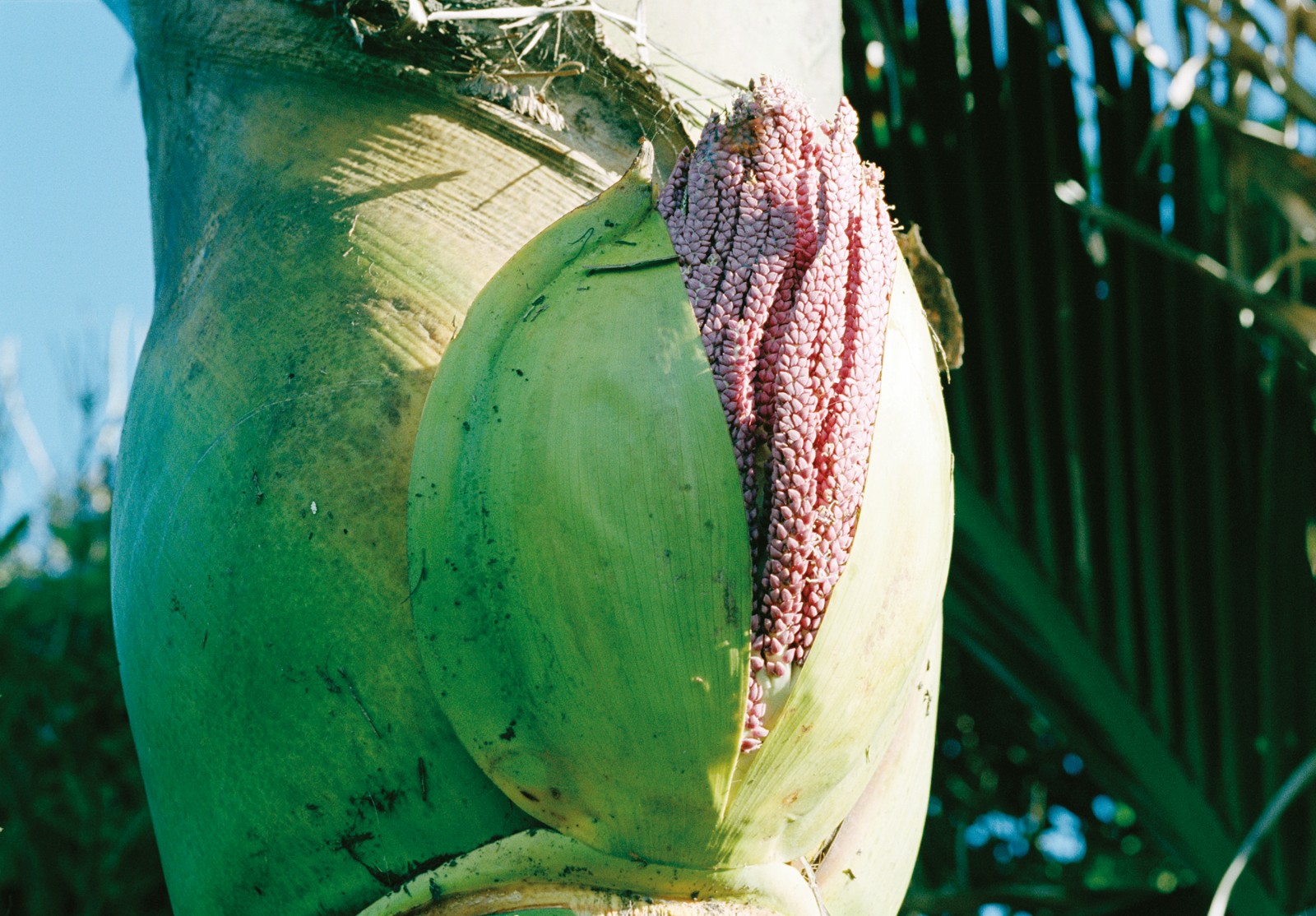 Nikau the Kiwi palm New Zealand Geographic