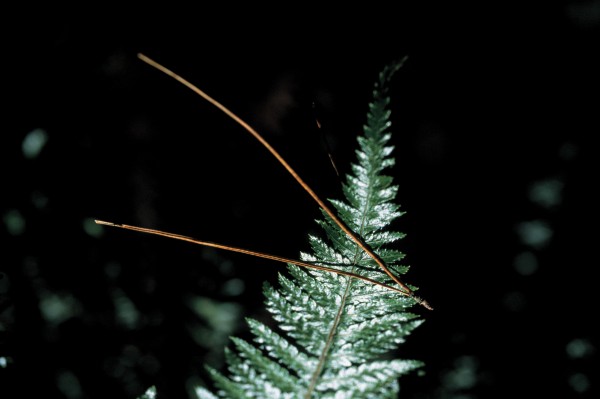 Pine forest natives - Vimarsana News