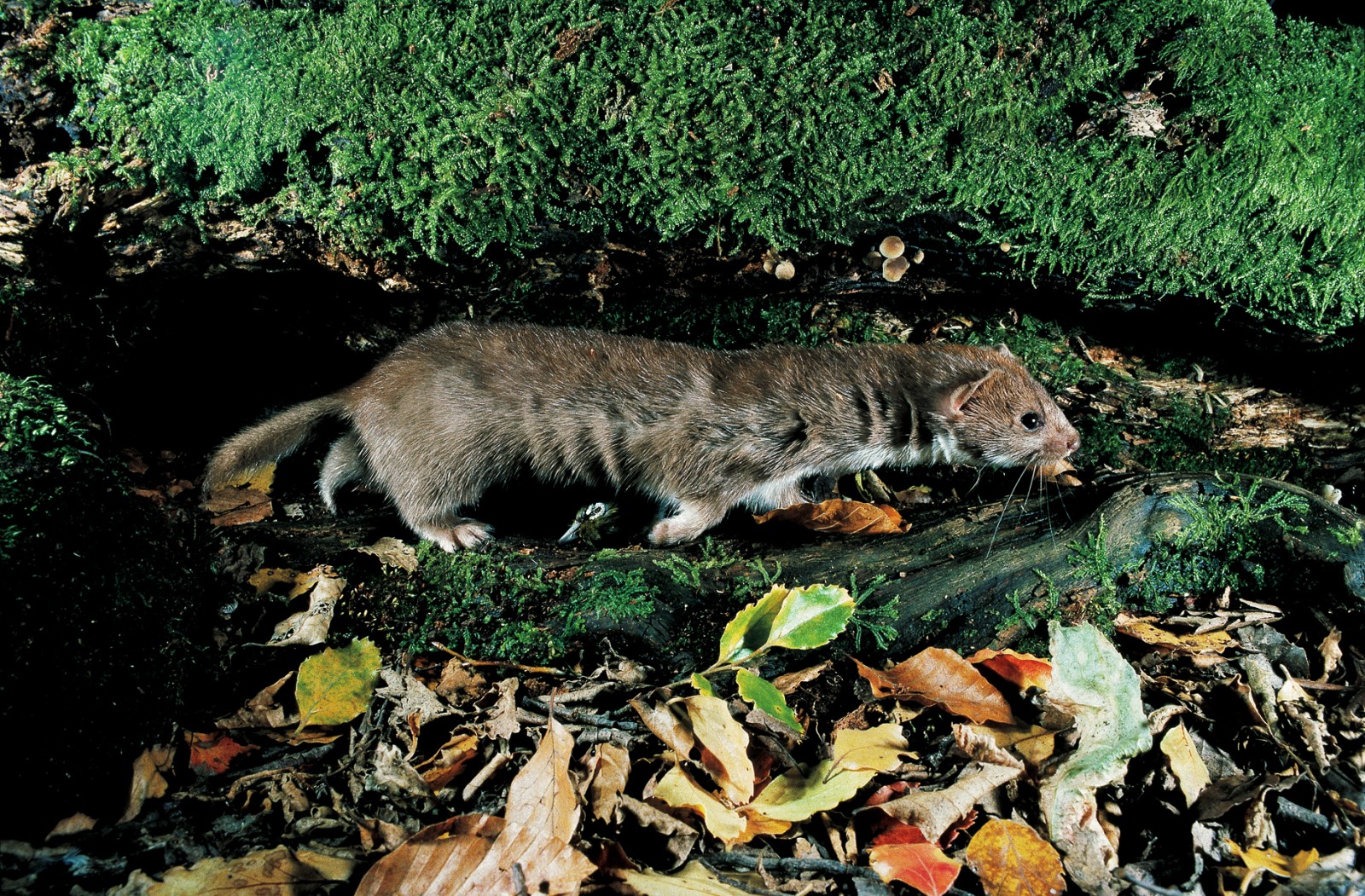 Weasels are shorter than stoats, weigh only a third as much, and have shorter tails.