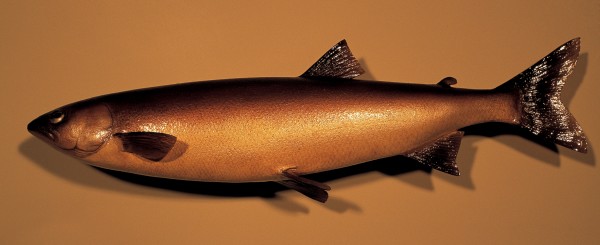 75_Grayling_06 This fibreglass grayling is on display in Otago Museum, one of the few relics of a sizeable fish (up to 450mm long) that was once very abundant, and excellent eating.