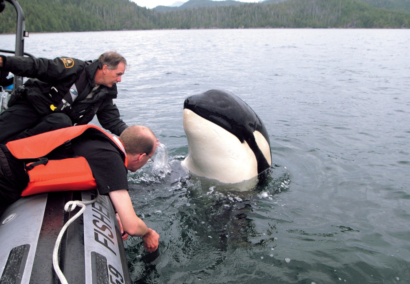 Luna, a six-year-old orca in British Columbia, lives apart from the other orca and seeks out people for company. Here he is spyhopping next to a Canadian fisheries boat.