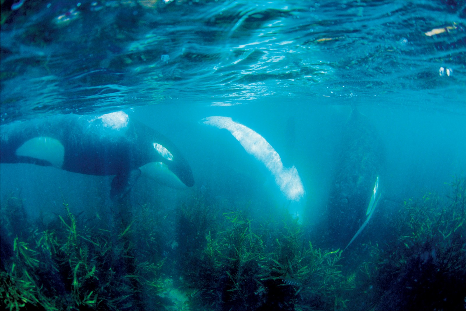 Two orca hunt for a ray in the weeds at Oakura, Northland, while a third, younger orca looks on and learns. The middle orca has its white underbelly facing the camera and is not an albino.