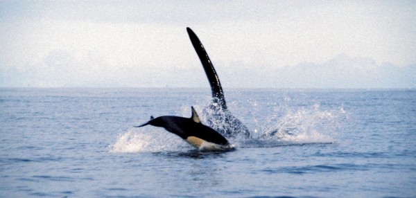 An adult male orca, coming towards the camera, chases a common dolphin. Although this individual escaped, New Zealand orca are partial to the odd dolphin. 