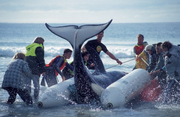 As rescuers move Ben, a teenage orca stranded at Mangawhai, out to sea, he begins to help using his tail. Despite being stuck on the beach overnight, Ben's release was a success and nine years later he is still out there and going strong.