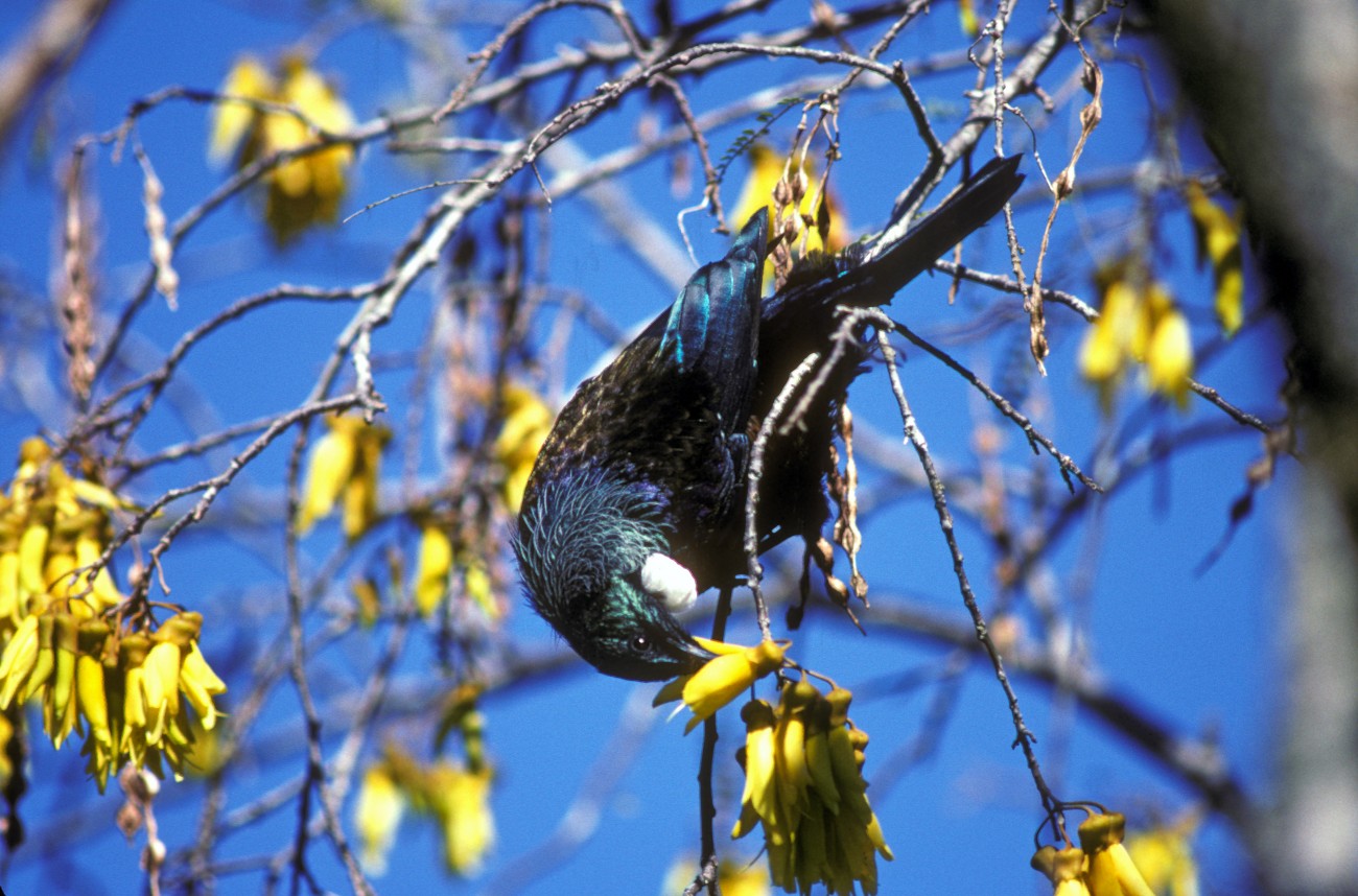 Kowhai New Zealand Geographic
