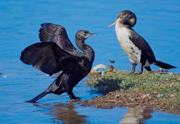 82_Wetland_06 A surprisingly wide range of birds turned up in the new wetland over its first year including little black shags (with spread wings), pied shags (with whitish breast), banded rails, mallard ducks and pied stilts.