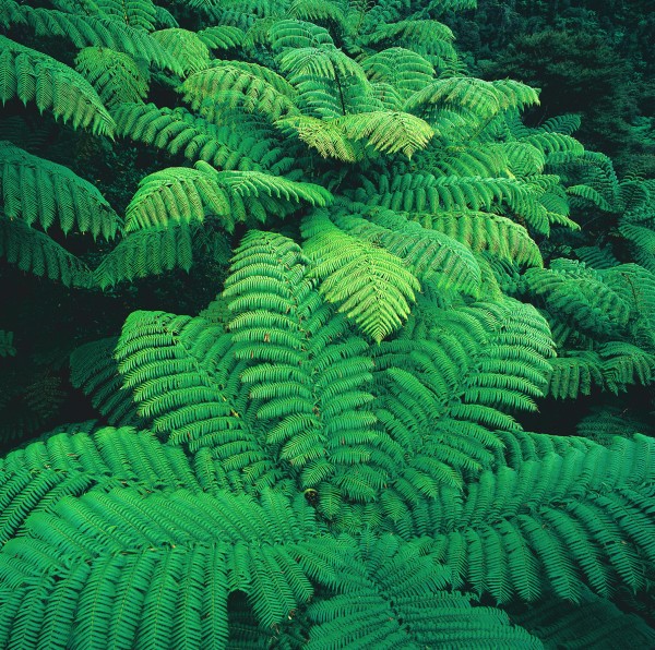 To the casual visitor, it is often the large and abundant tree ferns that are the most striking feature of New Zealand's forests. Eight species occur on the mainland and a further two are restricted to the Kermadec Islands. The black tree fern or mamaku, Cyathea medullaris.