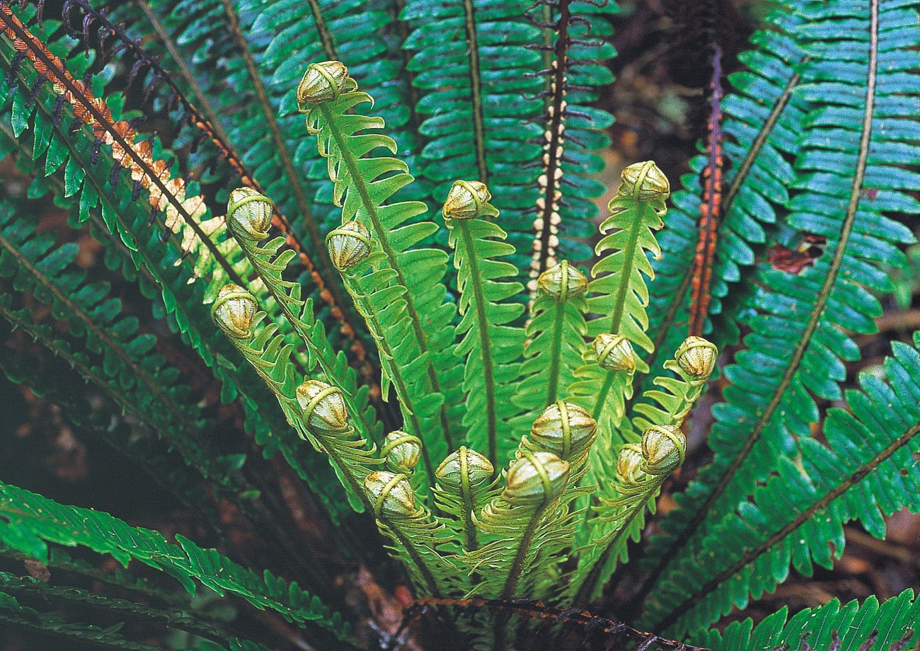 Ferns the glory of the forest New Zealand Geographic