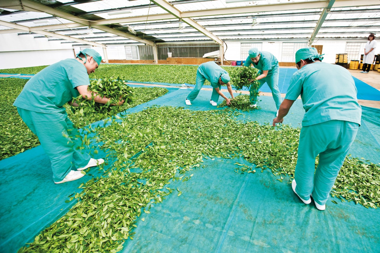 Time for tea New Zealand Geographic