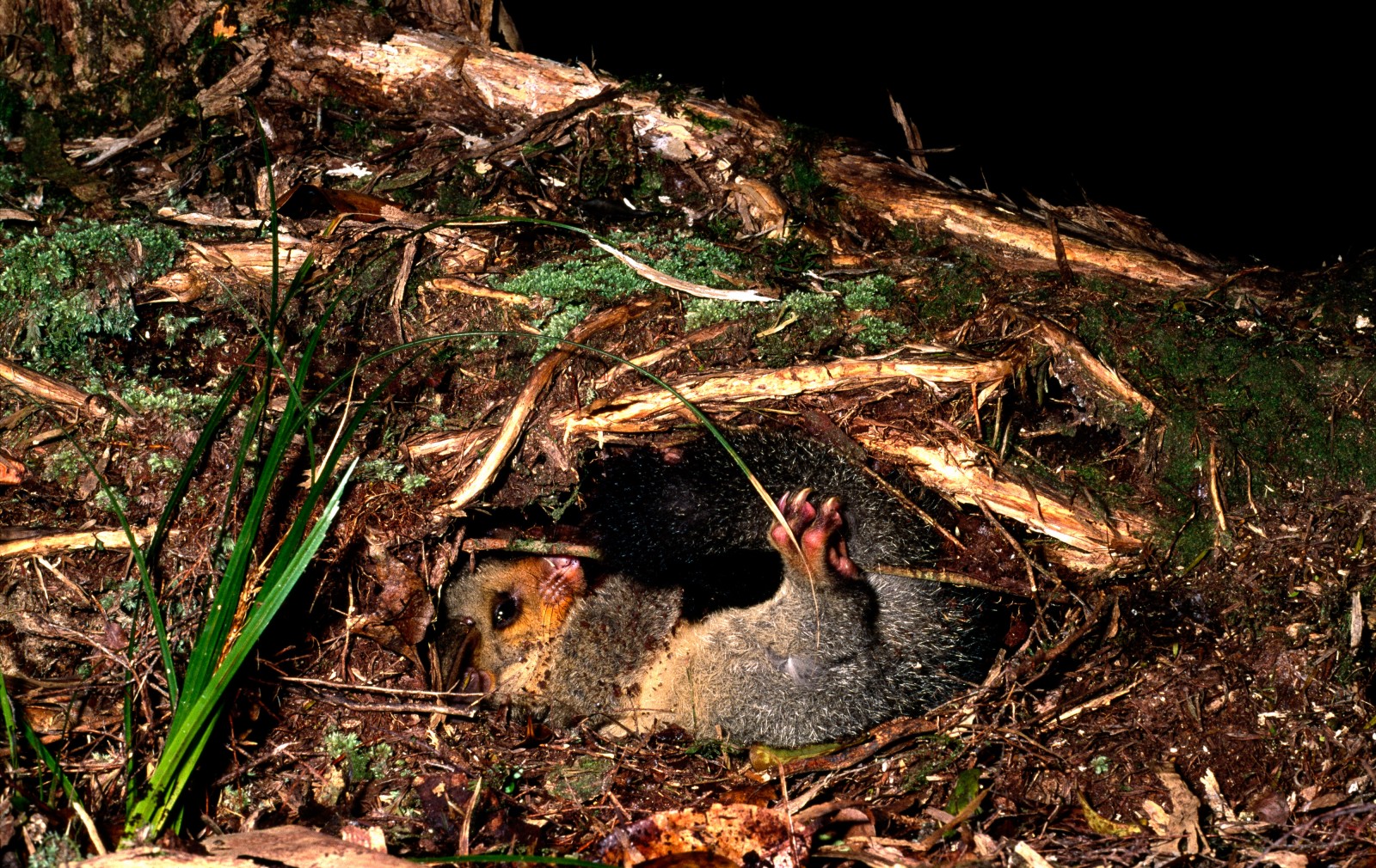 Possum. An ecological nightmare. New Zealand Geographic