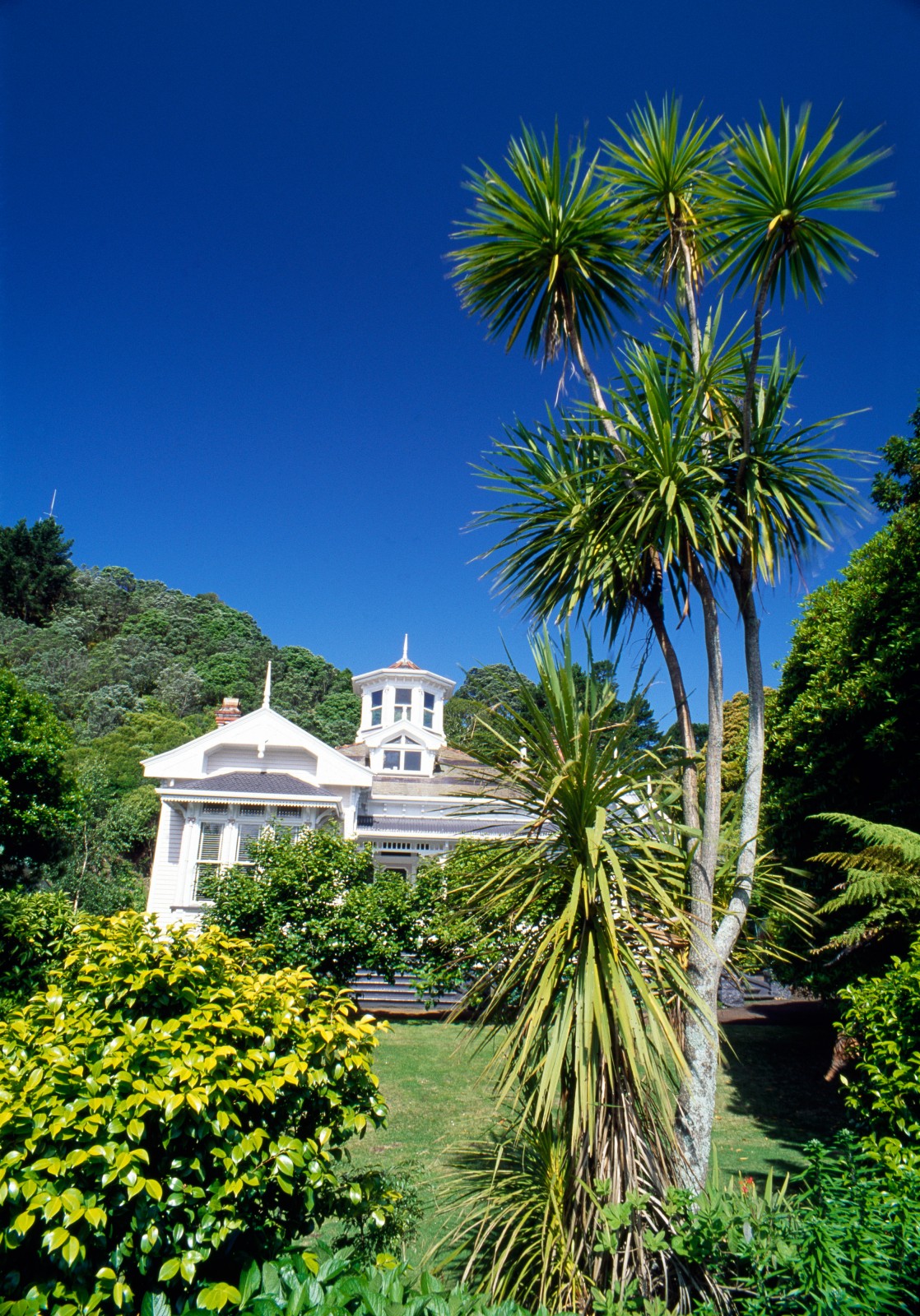 Why are the cabbage trees dying? New Zealand Geographic