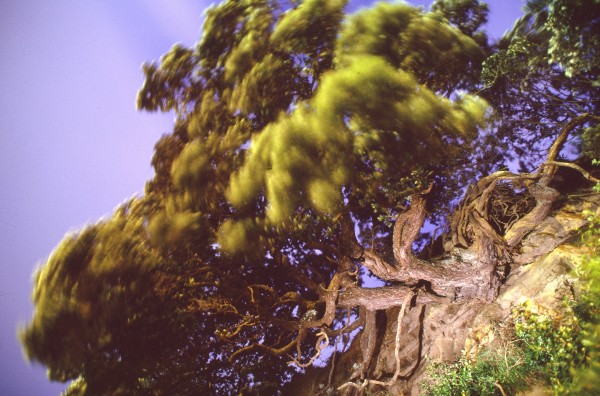 Pohutukawa-flame of the north - Vimarsana News