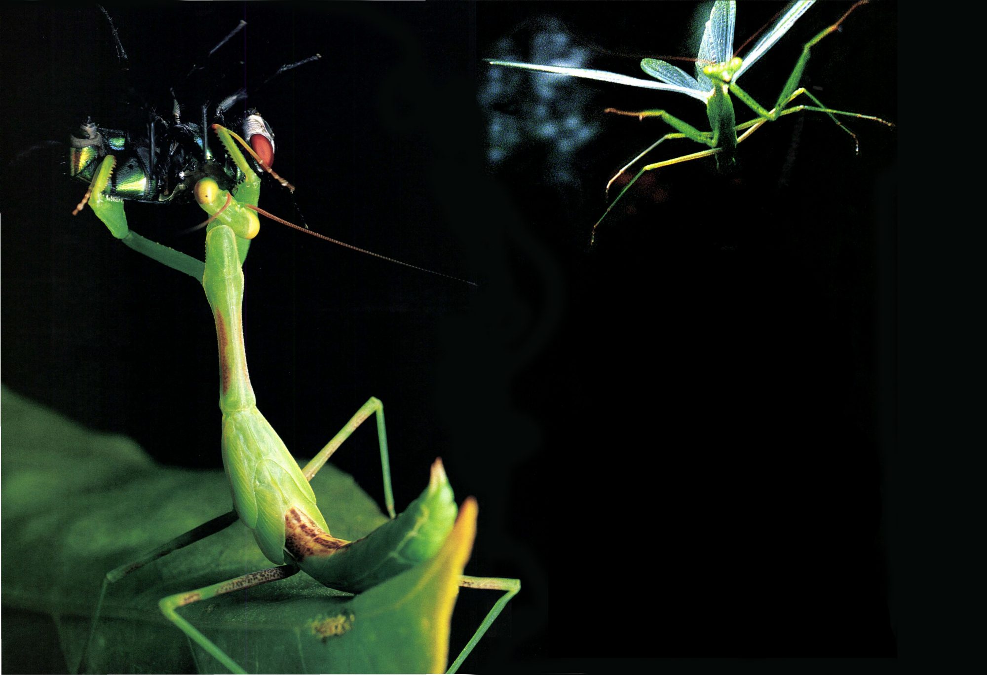 Praying Mantis Stickers for Sale | Redbubble