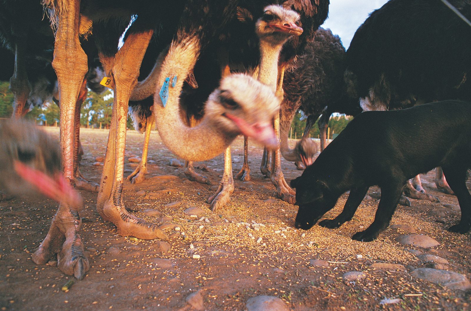 38_Marlborough_03 Ostriches originate in Africa's dry veldt, and are well suited to the Marlborough climate. The huge two-toed birds, reputed to have brains smaller than their eyes, bristle with curiosity. One extracted and swallowed the key from manager Sean Riley's farm bike, and photographer Arno Gasteiger more than once thought he was in danger of losing his camera to those formidable snapping beaks.
