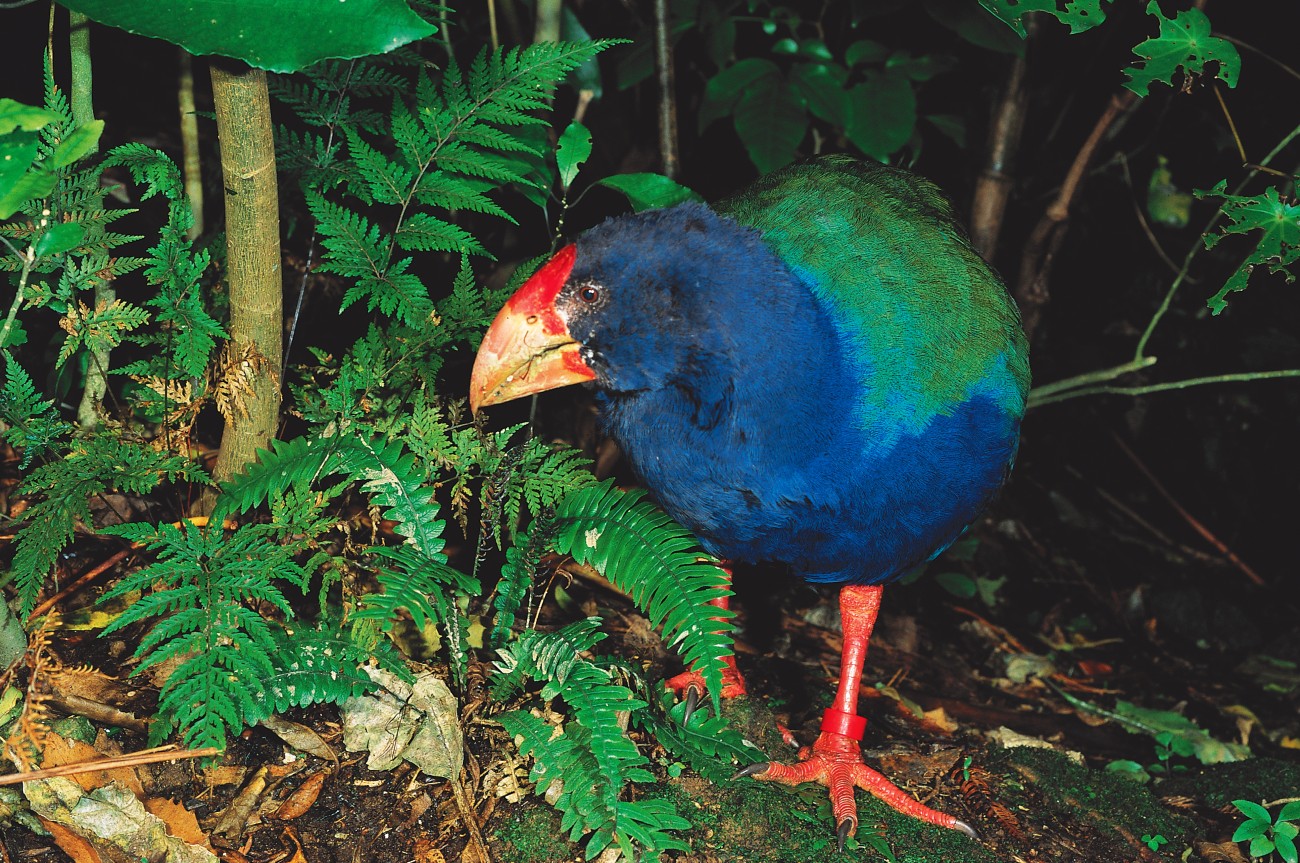 Takahe the bird that came back from the dead New Zealand Geographic
