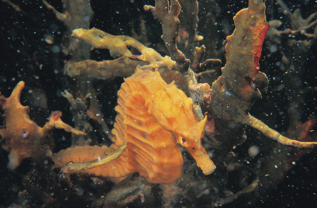The endearing, endangered seahorse New Zealand Geographic