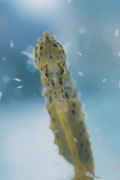 43_Seahorse_body07 Seahorses capture the imagination—and, boy, can they capture prey! They draw a bead on passing shrimps and other small marine creatures, then flick their snouts towards them, sucking them in like flies into a vacuum cleaner. Seahorses in captivity have been observed to consume up to 3000 brine shrimps (seen here as fluffy grey flecks) in a day.