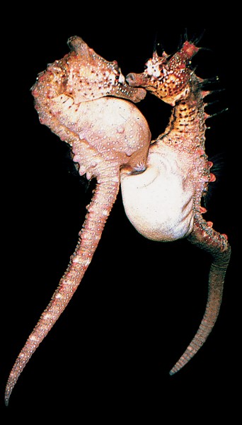 43_Seahorse_body12