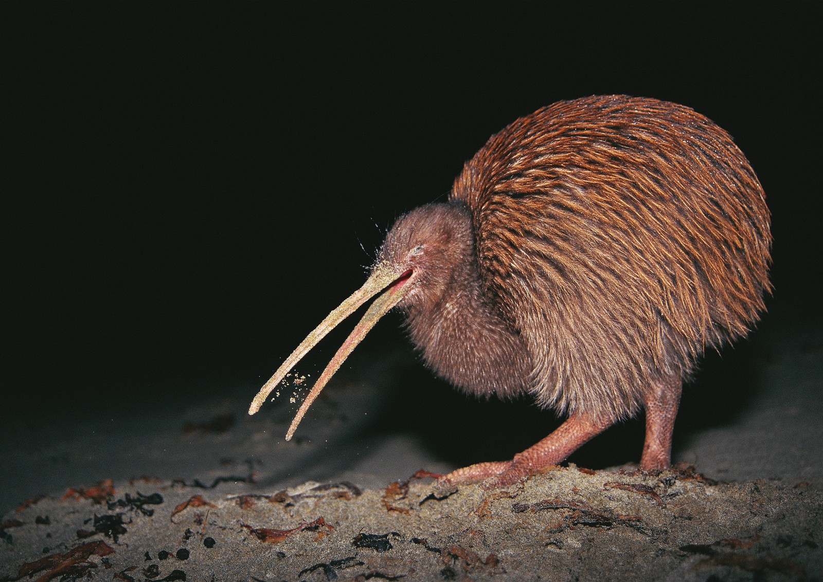 Kiwi Bird Predator Prey Relationships