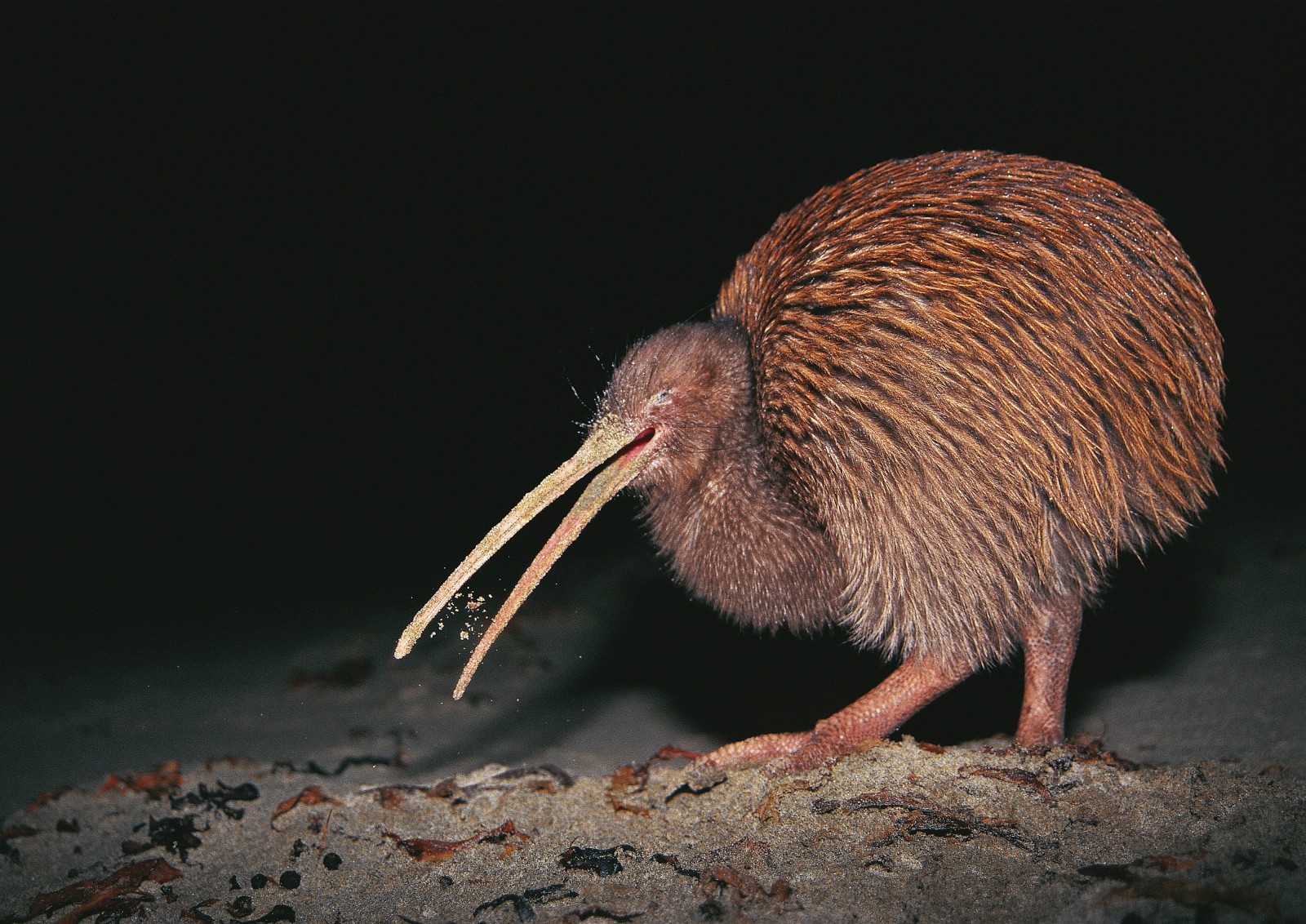 kiwi-bird-no-wings-bruin-blog
