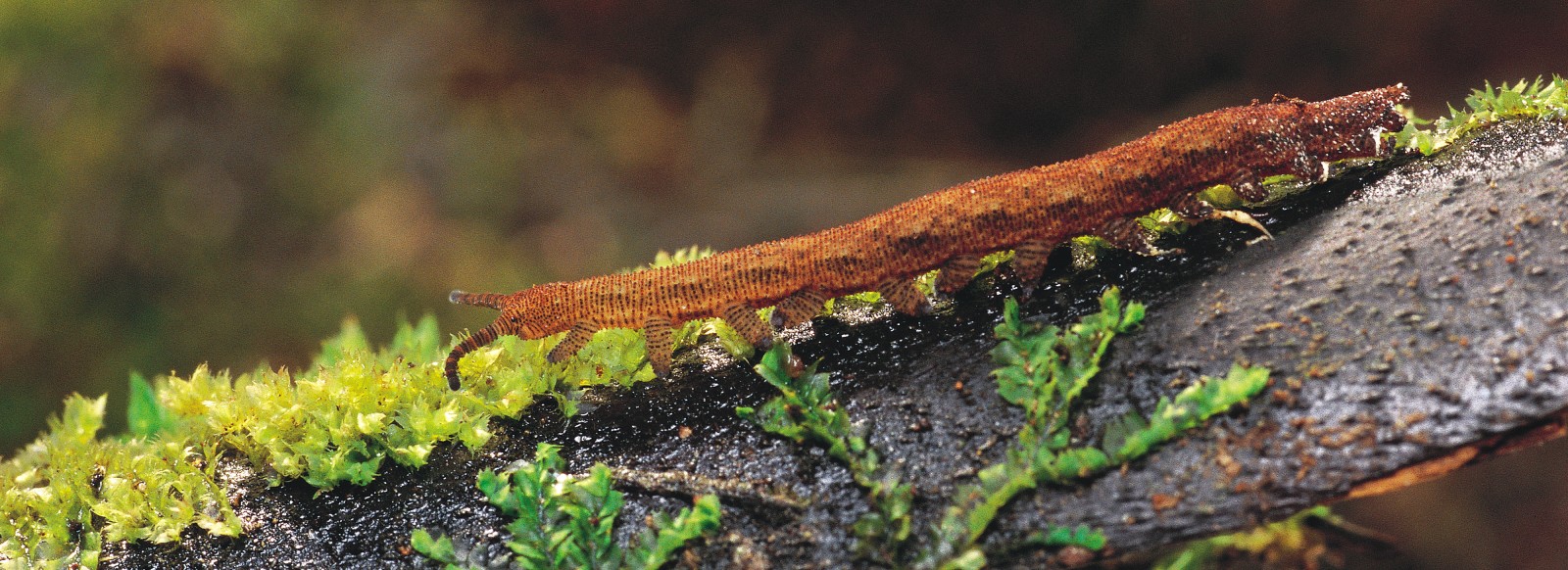 The truth about tadpoles and frogs