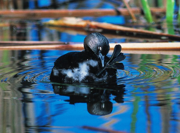 50_Grebes_01 New Zealand's only endemic species of grebe, the New Zealand dabchick or weweia, a small and threatened species found in the North Island, shows the same peculiar foot structure possessed by all grebes: webbing is absent and the toes are expanded into broad lobes.