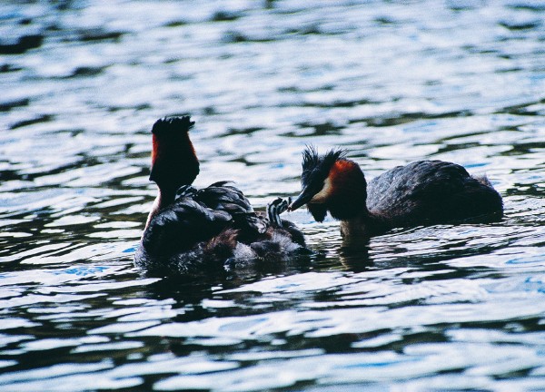 50_Grebes_06