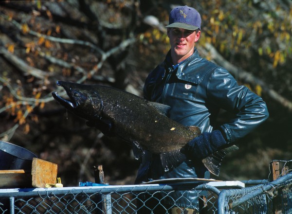 51_Waitaki_07 Fish & Game Council field officer Lawson Davey holds a mature salmon captured in a trap on the Hakataramea River. The trapping programme was carried out to determine the size of the salmon spawning run and the length of time fish stay in the tributary.