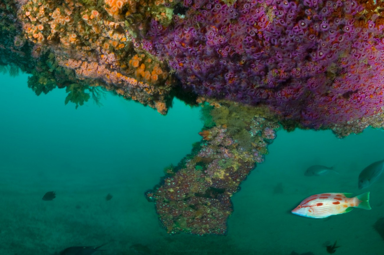 Underwater Transect New Zealand Geographic