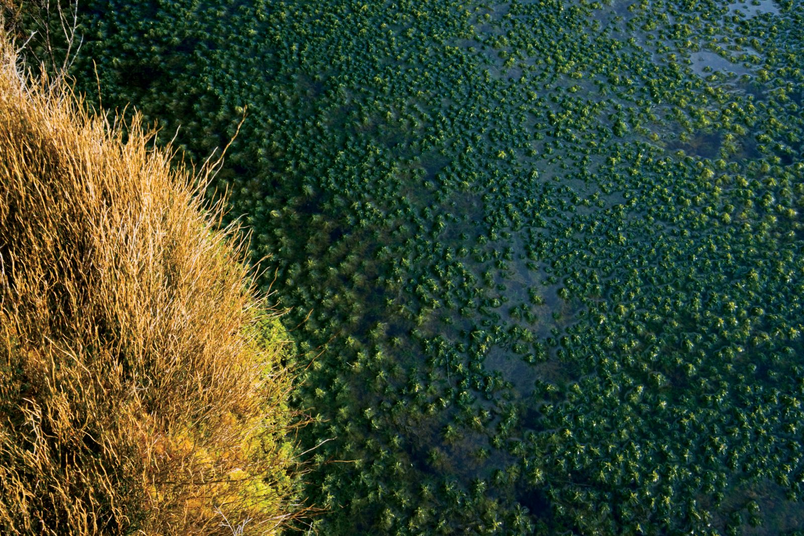 Wire rush Empodisma minus and Sphagnum moss are important peat-formers in New Zealand wetlands. They often occur in bogs which naturally have low fertility. Reduction in water availability and increase in nutrients can lead to the displacement of these key species.