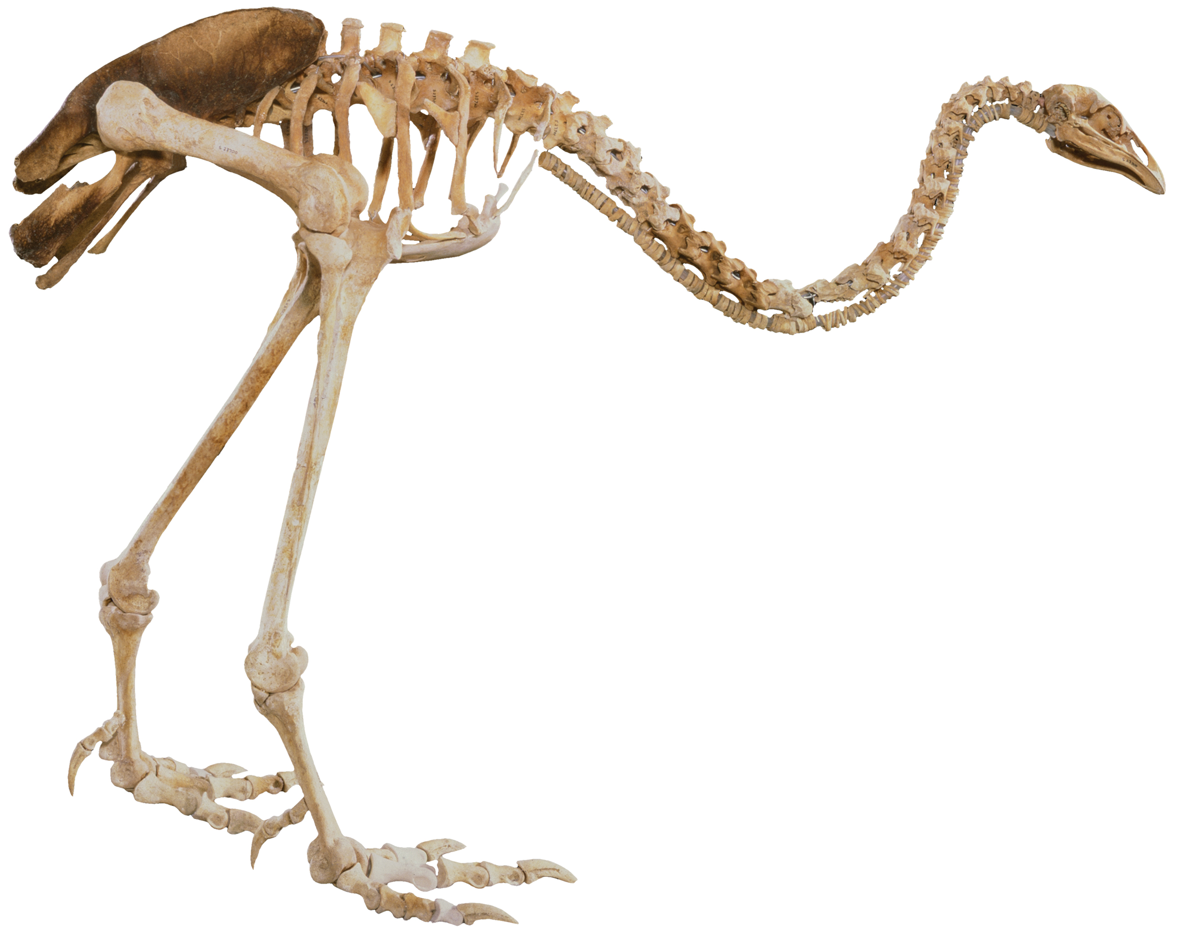 Moa-whipped | New Zealand Geographic