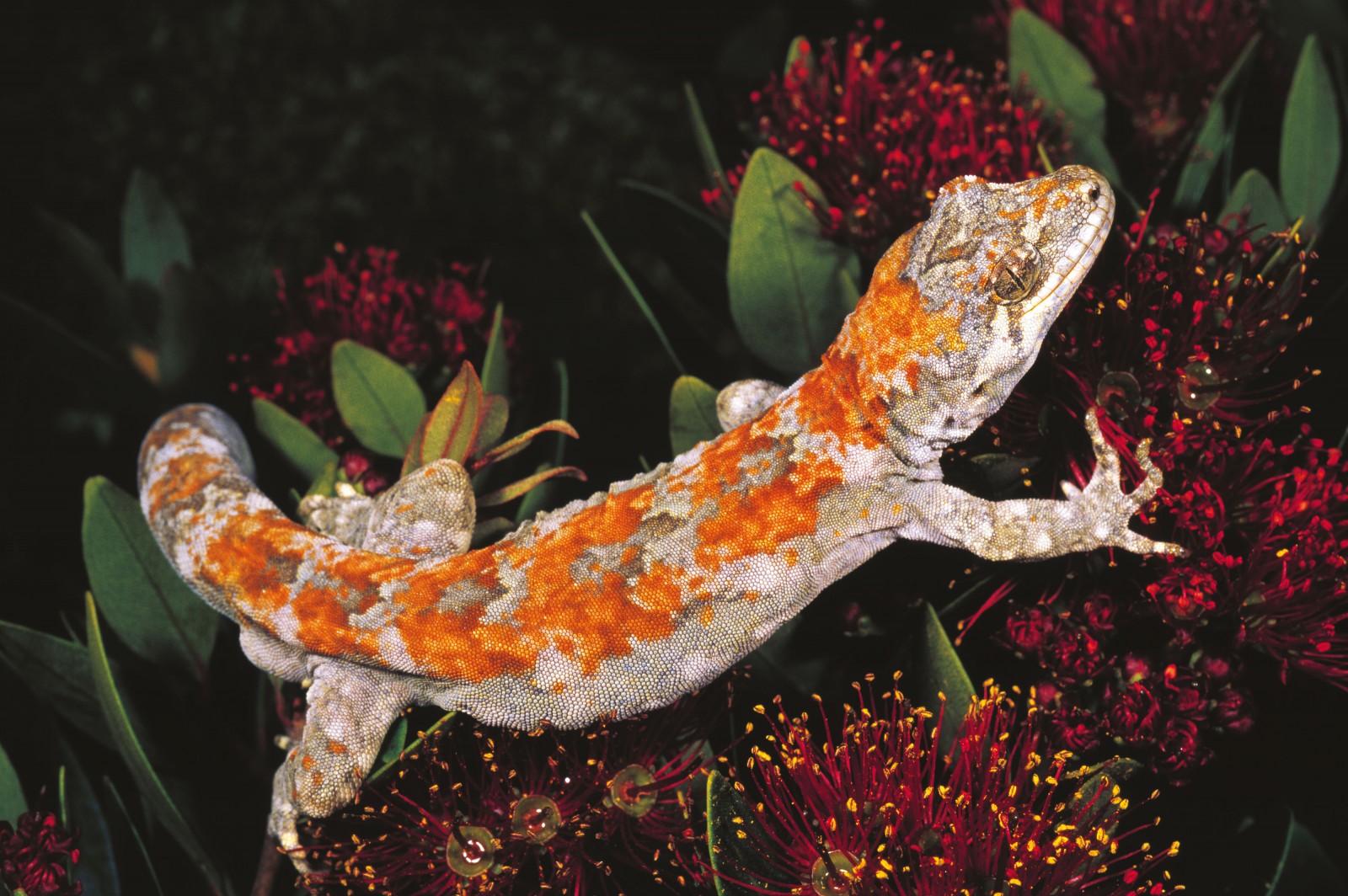 Forest geckos aren’t always drab in colouring, and often exhibit orange markings. This common forest gecko in north Westland is variegated like the bark of a tree, a cryptic camouflage that seems at odds with forays among rata flowers.