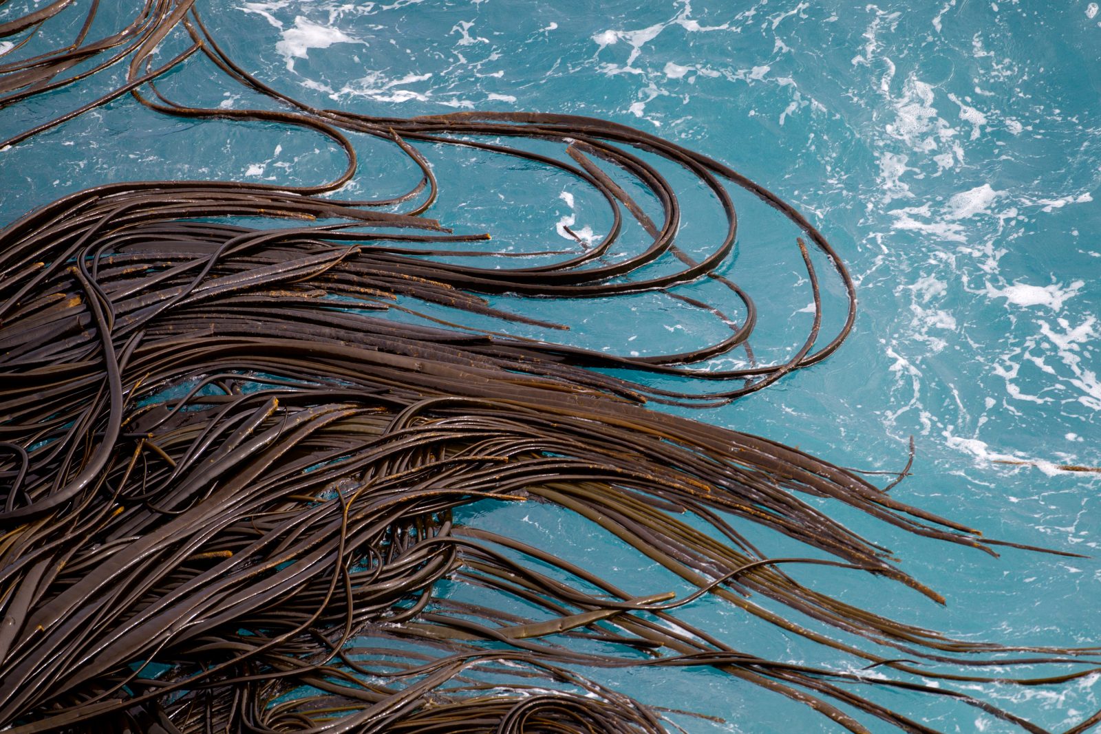 Living Shelter The long tendrils of Antarctic bull kelp twist and ripple according to the swell of the tumultuous Southern Ocean. Despite the relentless pounding, this kelp, the largest of all the brown algae, is one of the most common species in the intertidal zone of most southern continental coastlines and the subantarctic islands. One of the secrets of its success are the kelp equivalent of roots, holdfasts. These structures, which may measure up to a metre across, anchor the kelp so strongly that it is not uncommon for a piece of the rock to break off before the kelp is torn free. Another reason for the widespread distribution of the species is its ability to stay alive at sea in masses of tangled fronds known as rafts. Free-floating kelp can remain alive and still reproduce for several months, and it is estimated that there are tens of millions of these rafts in the Southern Ocean at any one time. They not only assist in the dispersal of the kelp itself, but can also support mini-ecosystems of travelling marine invertebrates and other micro-organisms that otherwise would have no chance of crossing vast swathes of ocean. Like forests on land, kelp forests are also important in maintaining biodiversity in the ocean, particularly near the coast. The dense stalks and fronds provide not only a haven from inclement weather but also shelter from the sun and protection from predators.