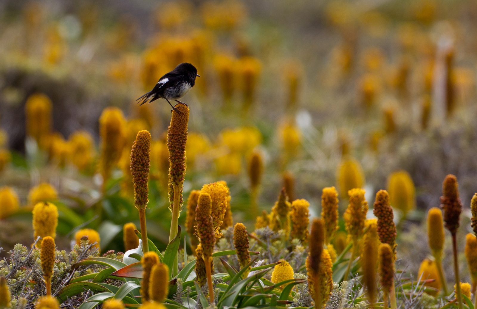 Mini birds and Megaherbs Not so long ago, the mosaic carpet of yellow formed by the flowering megaherbs on Enderby Island was almost nonexistent. Introduced cattle and rabbits grazed on the lush foliage, almost eating them to extinction. DOC intervened just in time, and in the early 1990s, the cattle and rabbits were eradicated by shooting and poisonous baits. (In 1993, the last heifer was taken off the island and genetically cloned to preserve the breed, which had adapted to subantarctic conditions and could survive by eating kelp.) The baiting operation was also successful in eradicating mice, leaving the island free of all introduced animals. As a result, megaherbs such as the Bulbinella rossii (pictured), Anisotome latifolia (a member of the carrot family) and the subantarctic cabbage (eaten by early sealers to ward off scurvy) are once more prolific. The small birds that inhabit the island also benefited from the return of the megaherbs and other flowering plants. Among them is the Auckland Island tom-tit (pictured), which occurs nowhere else in the world and can be seen flitting around the low coastal vegetation or in rata forest. While it is mainly insectivorous, it also takes advantage of the megaherb seeds that are abundant in spring and summer.