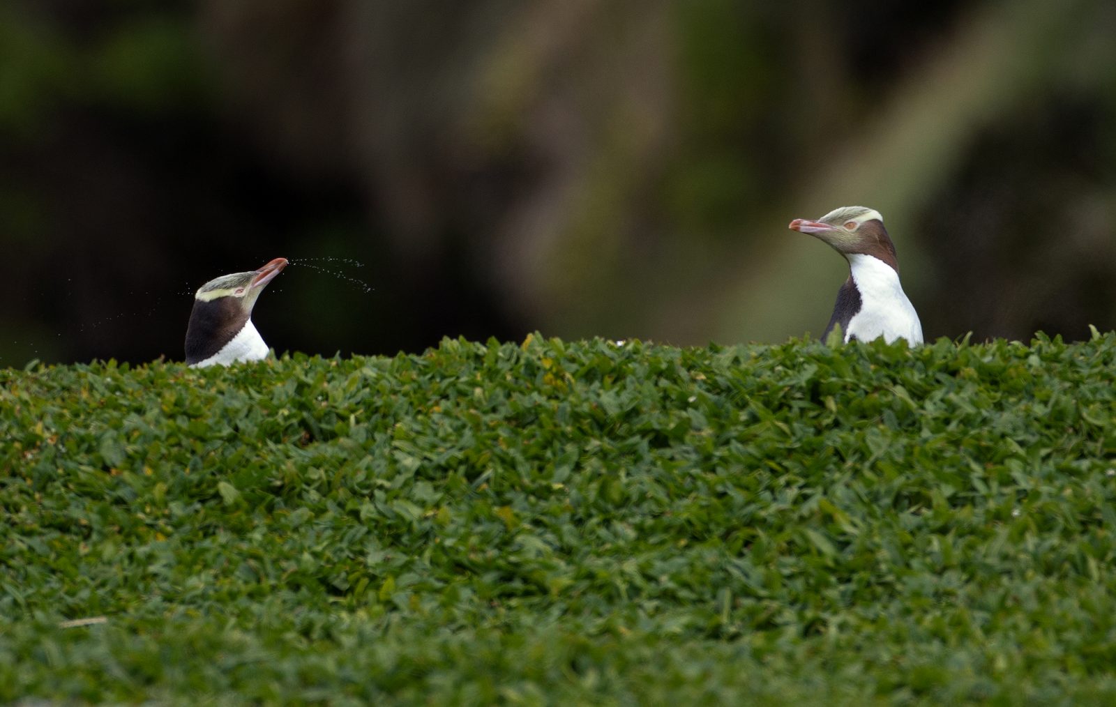 The Outsiders Penguin species nest in colonies, with the exception of hoiho. On Enderby Island hoiho, or yellow-eyed penguins, come ashore in ones and twos and make their way to cryptic burrows in the rata forest, usually in the shelter of fallen logs or on the banks of small streams. Why does this penguin behave so differently from other species? The answer may lie in its evolutionary origins. Some scientists believe that the yellow-eyed penguin (or a close relative) originated in the ancient coastal forests of the supercontinent of Gondwana, where it had to contend with a plethora of different land-based predators. The yellow-eyed penguin evolved its secretive habits to survive in such an environment, and has retained them today, even though its former predators are long gone, dispersed by the cooling of the Antarctic landmass as it moved south. (Other penguin species also moved into warmer waters, finally reaching the Galapagos Islands four million years ago but never crossing the thermal barrier of the equator.) Royal penguins are thought to be one of the most primitive of all the penguins, and their appearance suggests they were closely related to the ancestor of all the crested penguins. Today, they have the dubious distinction of being the world’s rarest penguin and places like Enderby Island form important refuges for the species, under threat from habitat degradation and introduced predators at breeding sites on the mainland.