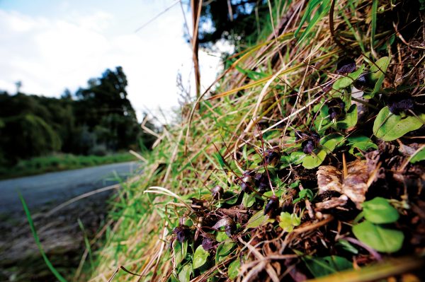 Big red spider orchids, Nematoceras iridescens, bring beauty to austere haunts such as papa clay beds and limestone banks, even a roadside berm in Wanganui (pictured). Most New Zealanders would deny having ever seen one, but these alluring blooms line bushwalks and byways from Northland to Stewart Island.